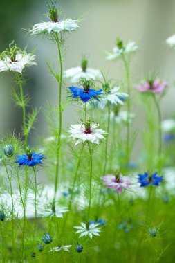 Nigella damascena, yabani rezene