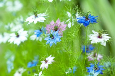 Nigella damascena, yabani rezene