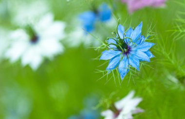 Nigella damascena, yabani rezene