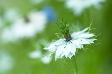 Nigella damascena, yabani rezene