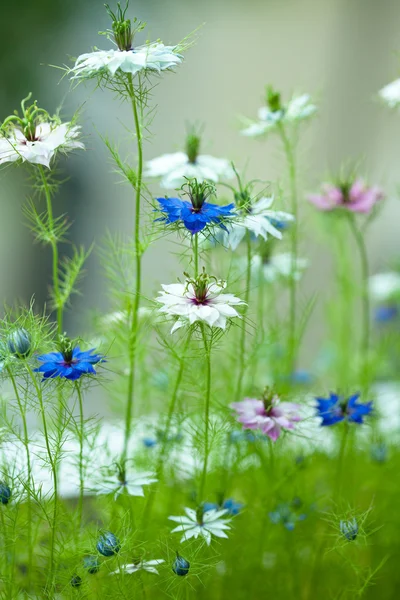 Nigella damascena, hinojo salvaje —  Fotos de Stock