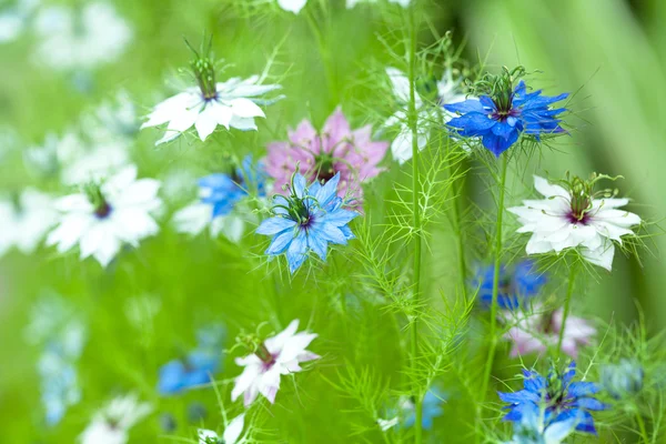 Nigella damascena, vad édeskömény — Stock Fotó