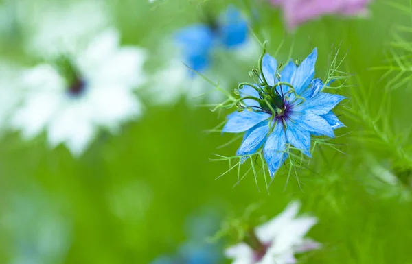 Nigella 产大马士革玫瑰，野茴香 — 图库照片