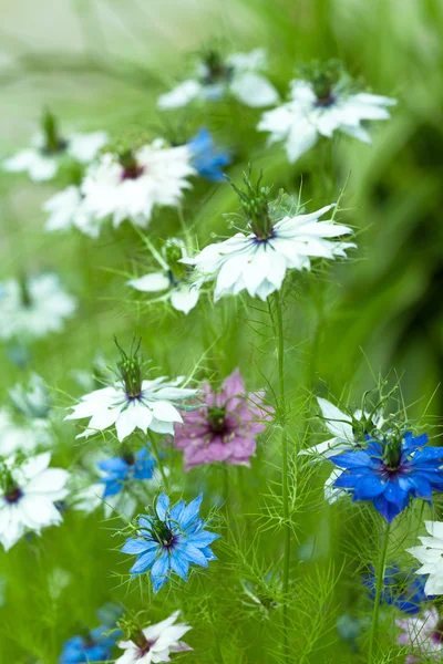 Nigella damascena, hinojo salvaje —  Fotos de Stock