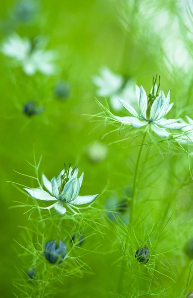 Nigella damascena, hinojo salvaje —  Fotos de Stock