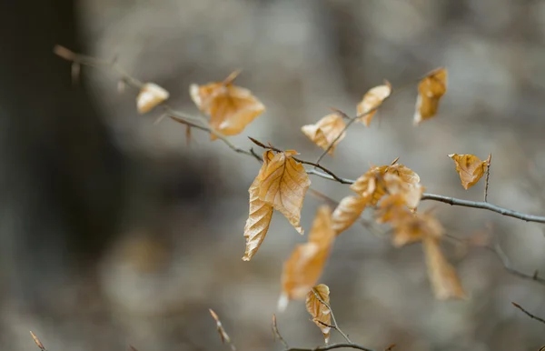 Hojas marrones amarillas secas en rama en el bosque en otoño —  Fotos de Stock