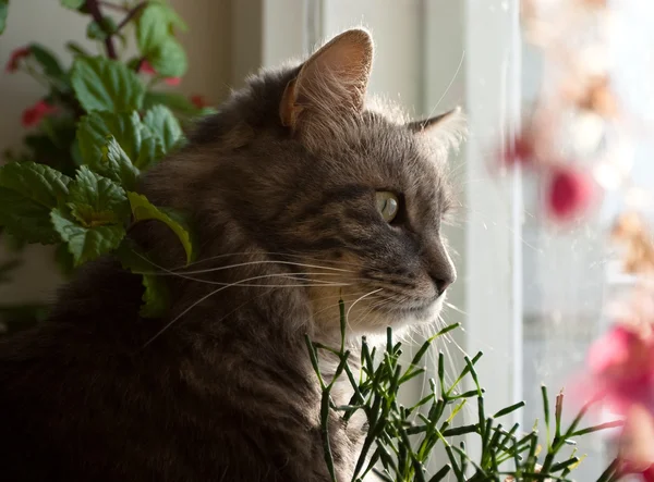 Γκρι ρωσική γάτα στο σπίτι — Φωτογραφία Αρχείου