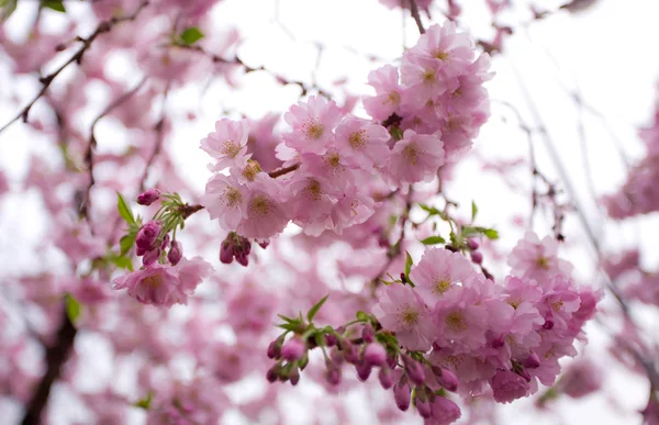 Sakura. — Fotografia de Stock