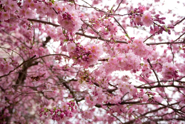 Sakura. — Fotografia de Stock