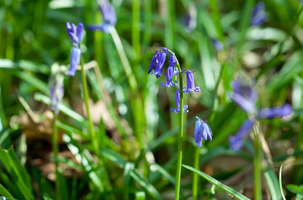 Wild hyacinth Hyacinthoides hispanica in forest at spring time — Stock Photo, Image