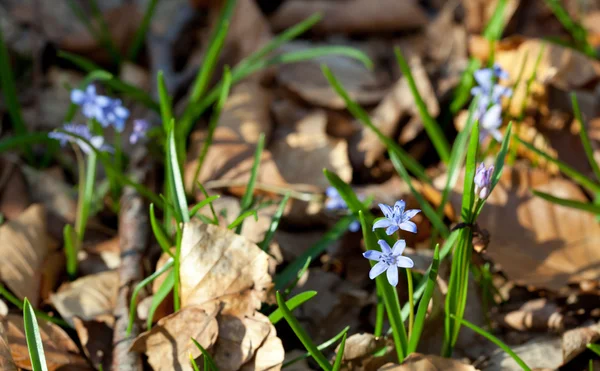 White snowdrop Galanthus nivalis in forest at spring time — Stock Photo, Image