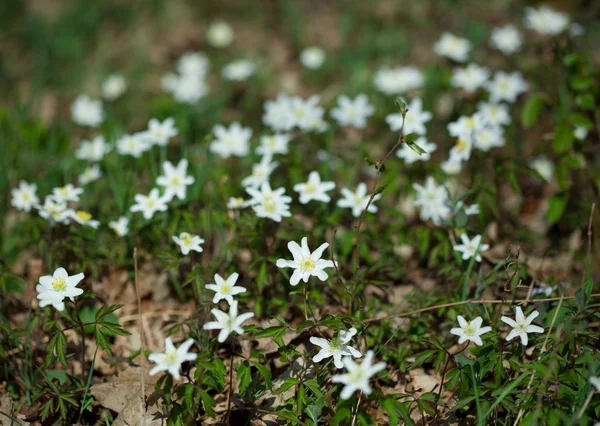 Fehér hóvirág Galanthus nivalis erdőben tavaszi időben — Stock Fotó