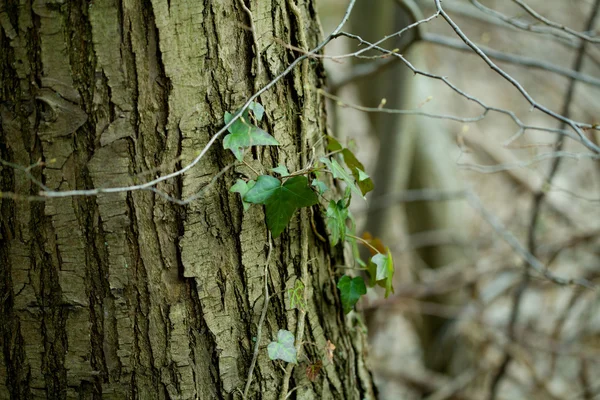 Larre de hera verde na árvore na primavera — Fotografia de Stock
