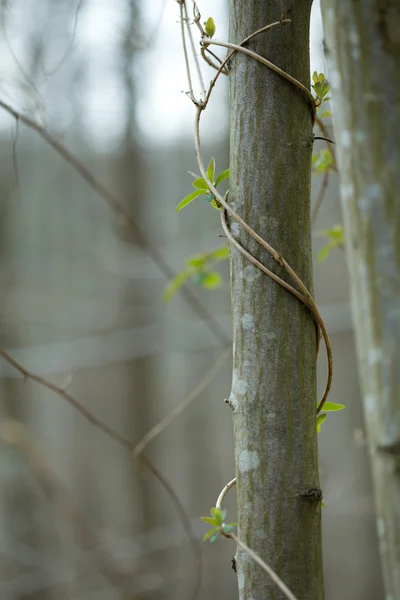 Larre de hera verde na árvore na primavera — Fotografia de Stock