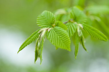 Yoing dal orman bahar zaman içinde ağaç