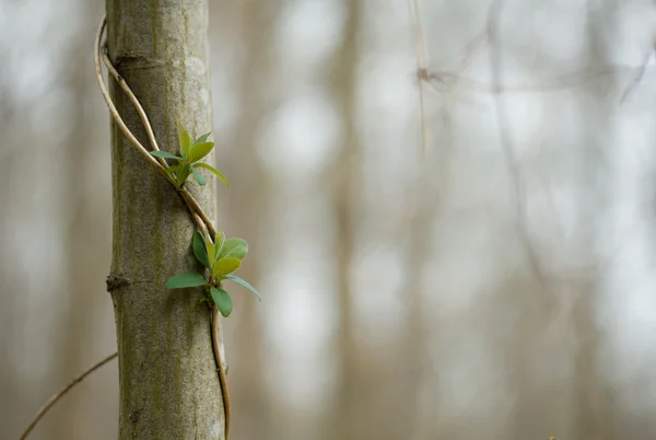 Larra di edera verde sull'albero in primavera — Foto Stock