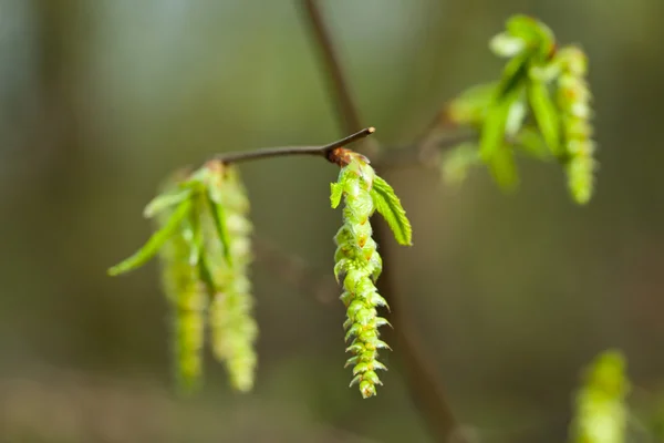 Yoing ramoscello di albero nella foresta in primavera — Foto Stock