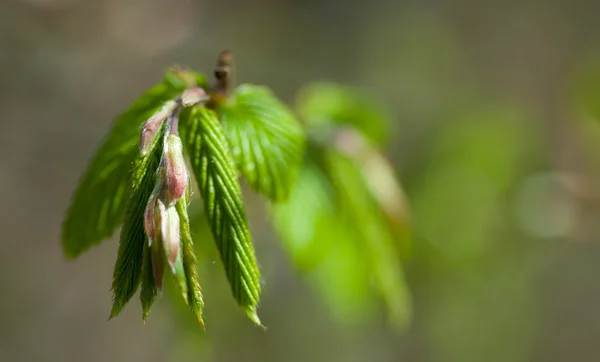 Yoing ramoscello di albero nella foresta in primavera — Foto Stock