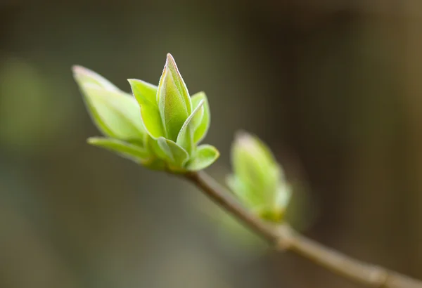 Yoing galho de árvore na floresta na primavera — Fotografia de Stock