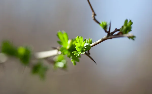 봄 시간에 숲에서 나무의 Yoing 나뭇가지 — 스톡 사진