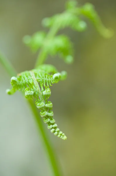 Fern in bos op lentetijd — Stockfoto