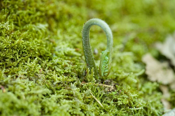 Fern in forest at spring time — Stock Photo, Image