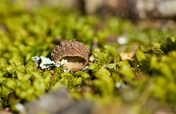 Musgo e bolotas secas na floresta na primavera — Fotografia de Stock