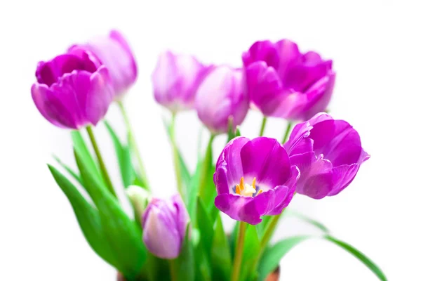 Tulipani fiori viola — Foto Stock