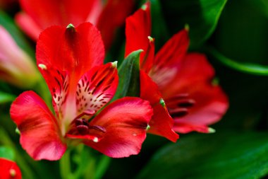 Alstroemeria kırmızı çiçekler ile yeşil yapraklar
