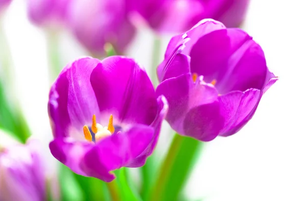 Tulipani fiori viola — Foto Stock