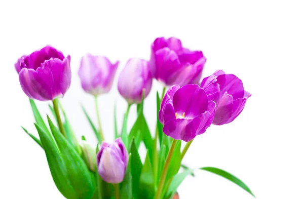 Tulipány fialové květy — Stock fotografie