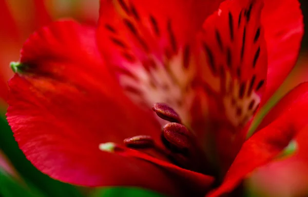 Alstroemeria flores vermelhas com folhas verdes — Fotografia de Stock