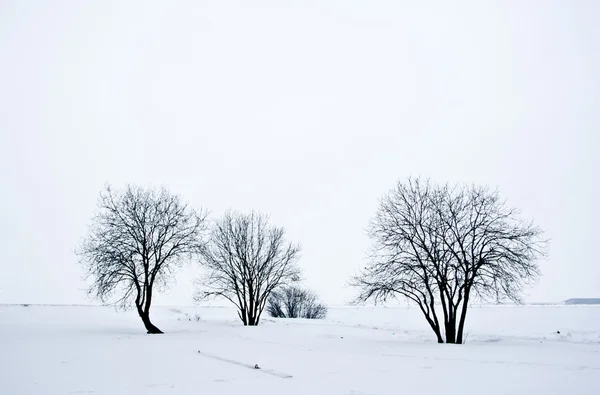 Snow poušť s stromy, osamělost a smutek, šedou náladu — Stock fotografie