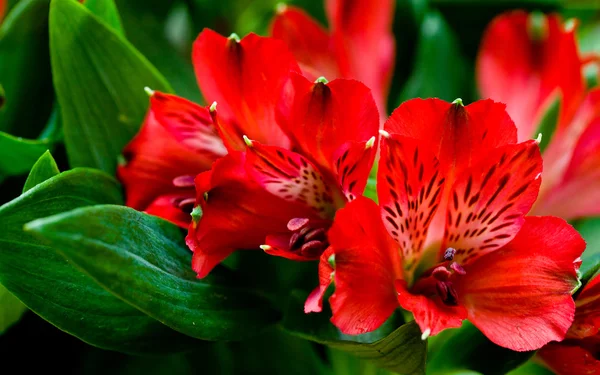 Alstroemeria flores rojas con hojas verdes Imágenes de stock libres de derechos