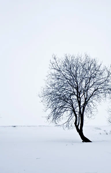 Desierto de nieve con árboles, soledad y tristeza, humor gris Fotos de stock libres de derechos