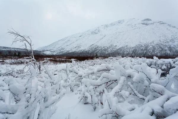Floresta de inverno no norte russo com muita neve, depois da linha polar — Fotografia de Stock