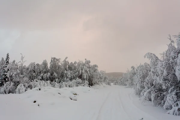 Winter forest på ryska nord med mycket snö, efter polar linje — Stockfoto