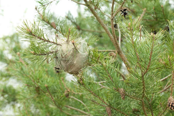 Cocon di larva di bruco su pina — Foto Stock