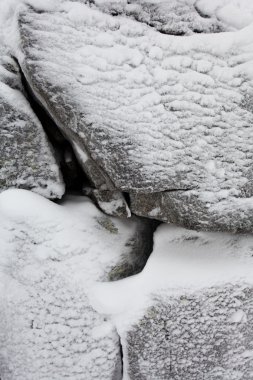 Kutupsal çizgi sonra kar bir sürü Rus Nord'daki kış orman