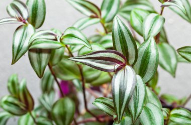 Tradescantia, strepps, dedikodu, eğlence ile bitki