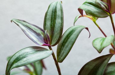 Tradescantia, strepps, dedikodu, eğlence ile bitki