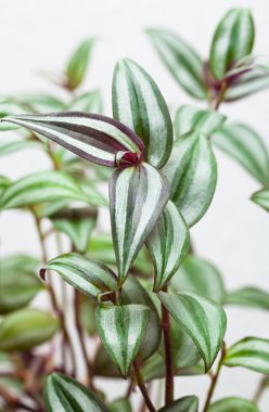 Tradescantia, strepps, dedikodu, eğlence ile bitki