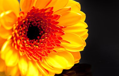 Siyah zemin üzerine sarı gerbera