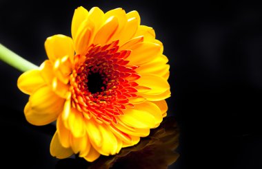 Siyah zemin üzerine sarı gerbera