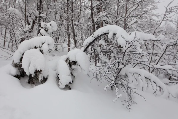 Winter forest på ryska nord med mycket snö, efter polar linje — Stockfoto