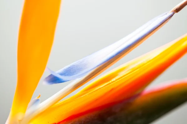 オレンジと青の色の花ストレチア — ストック写真