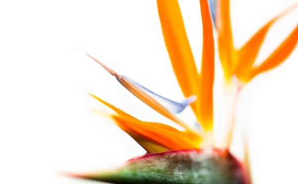 Květina Strelitzia oranžové a modré barvy — Stock fotografie