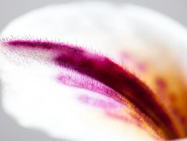 Hairy violet and white petal of orhid — Stock Photo, Image