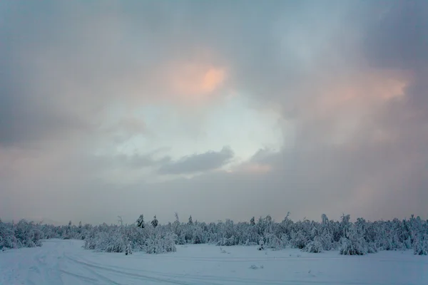 Bosque de invierno en el nord ruso con mucha nieve, después de la línea polar —  Fotos de Stock