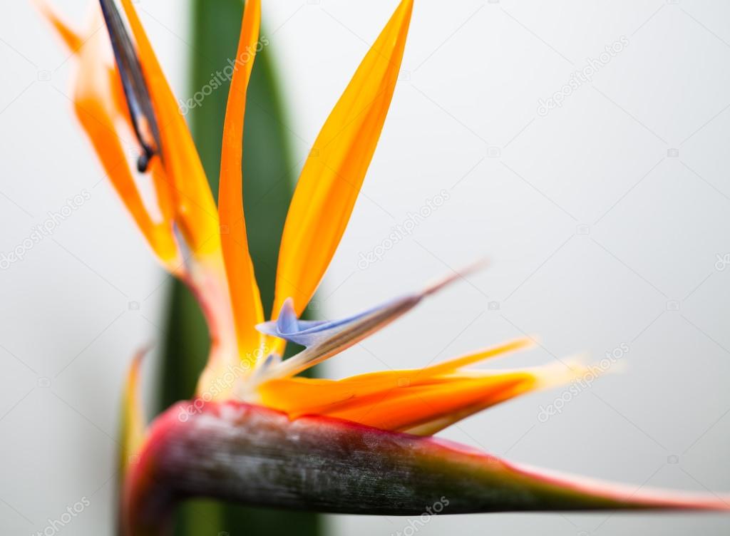 Flower Strelitzia with orange and blue color
